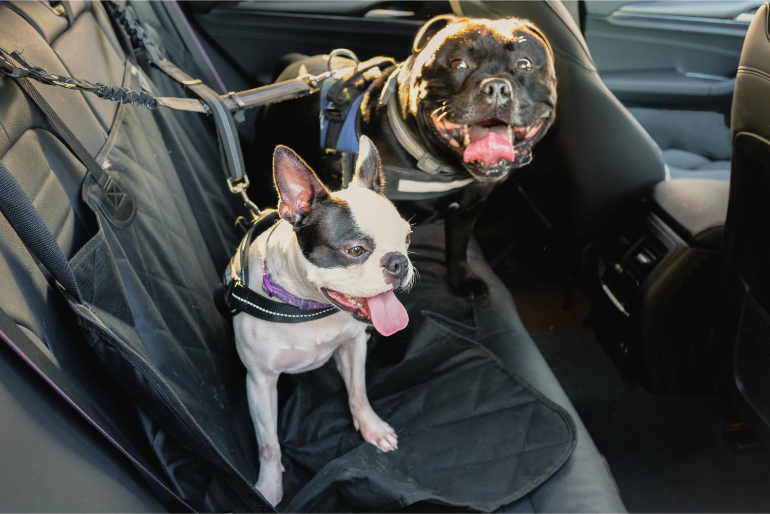 Ram Truck Dog Safety Belt for Norwegian Elkhounds