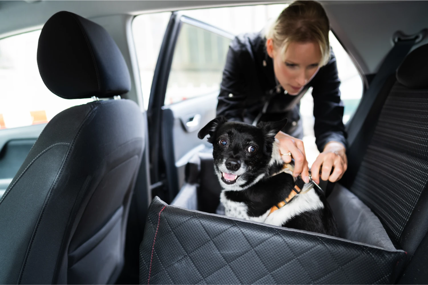 Ram Truck Dog Safety Belt for Norwegian Elkhounds