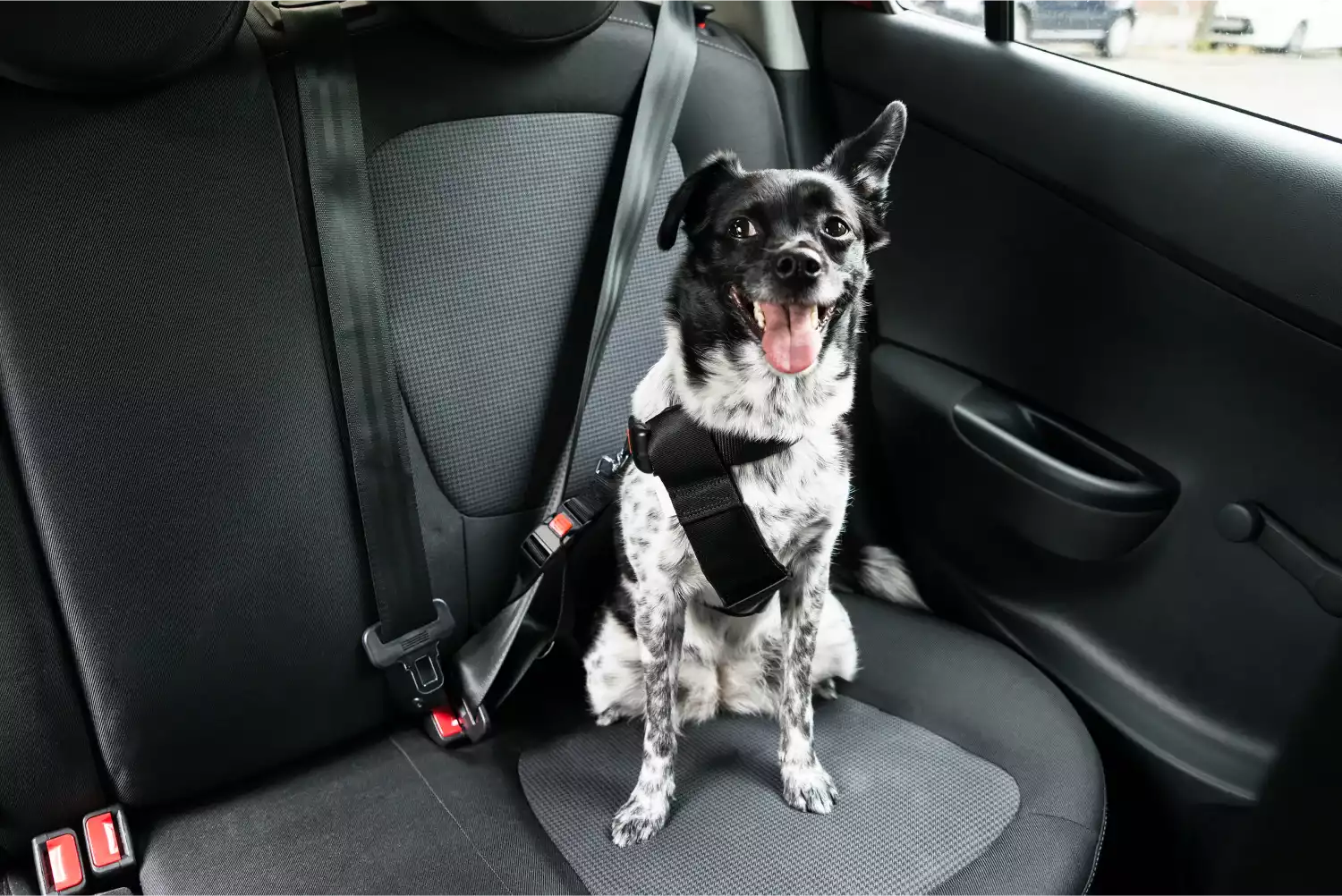 Dogo Argentinos  Dog Safety Belt for Volkswagen Jetta