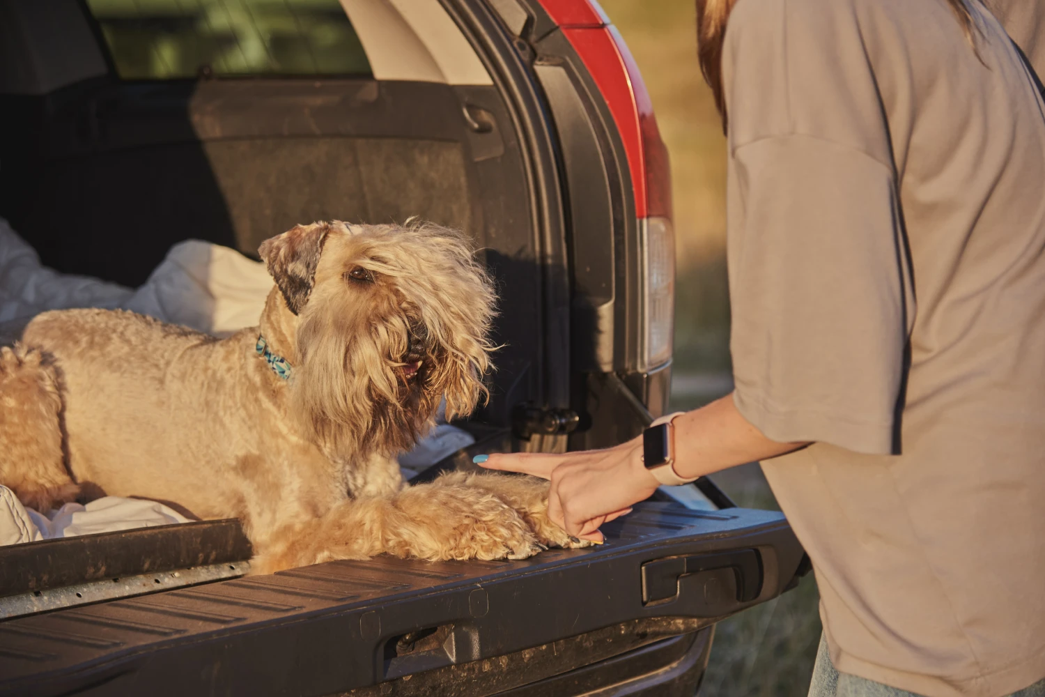 Jeep Renegade Dog Car Seat for Soft Coated Wheaten Terriers